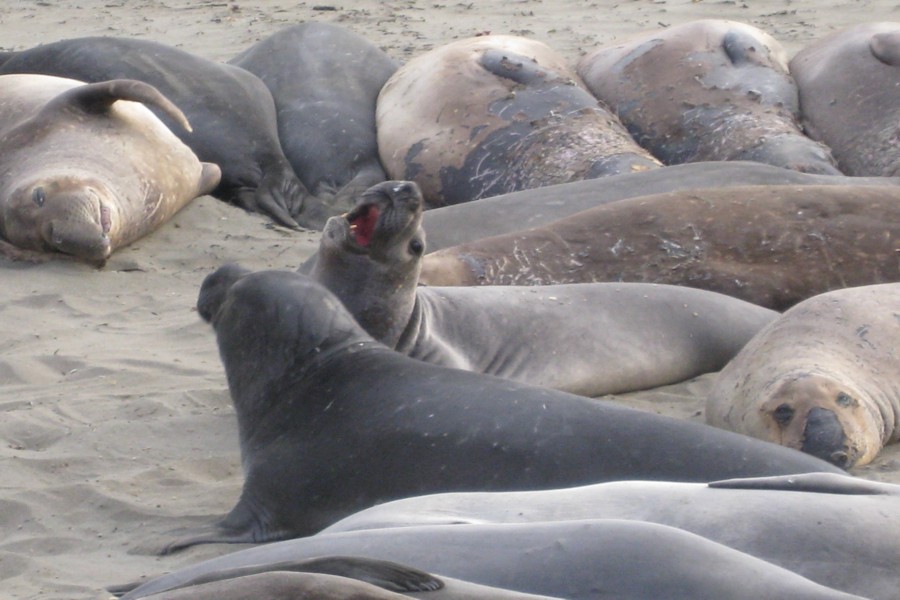 ../image/elephant seals near san simeon 6.jpg